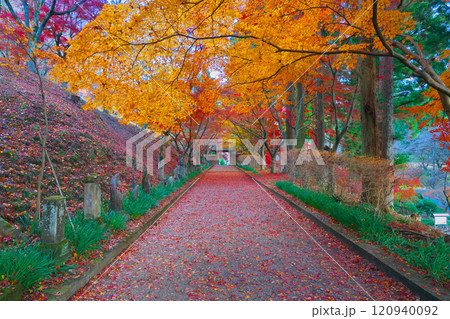 金蔵院の紅葉 120940092
