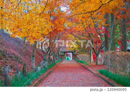 金蔵院の紅葉 120940095