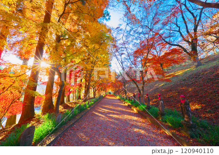 金蔵院の紅葉 120940110