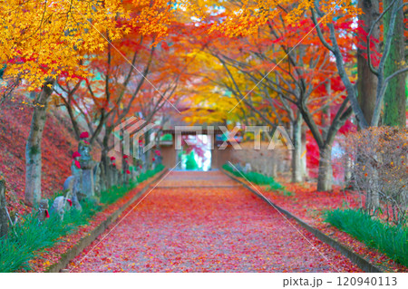 金蔵院の紅葉 120940113