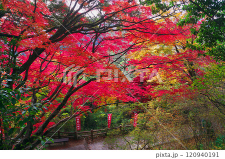 唐澤山神社の紅葉 唐澤山神社の紅葉 120940191