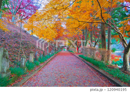 金蔵院の紅葉 金蔵院の紅葉 120940195
