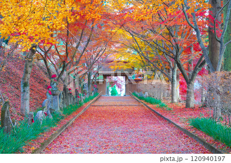 金蔵院の紅葉 金蔵院の紅葉 120940197