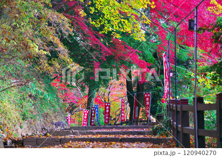 唐澤山神社の紅葉 120940270