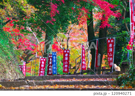 唐澤山神社の紅葉 120940271