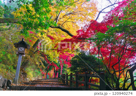 唐澤山神社の紅葉 120940274