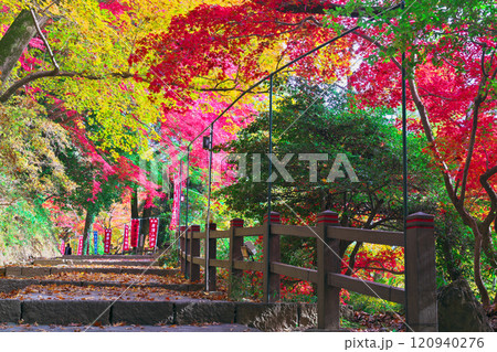 唐澤山神社の紅葉 120940276