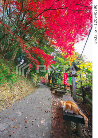 唐澤山神社の紅葉 唐澤山神社の紅葉 120940290