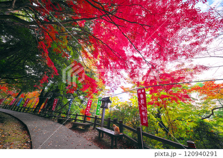 唐澤山神社の紅葉 120940291