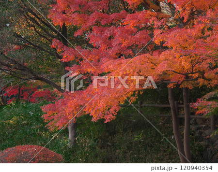 夕暮れの有栖川公園の紅葉 自然風景(2024年) 夕暮れの有栖川公園の紅葉 自然風景(2024年) 120940354