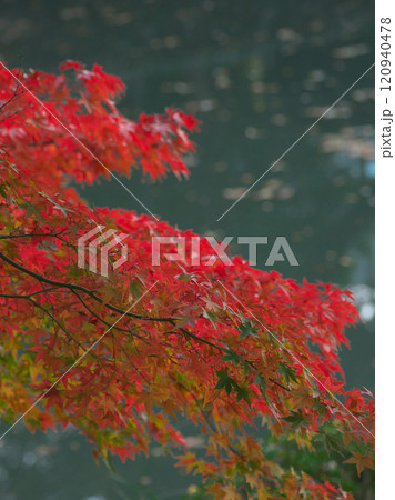 夕暮れの有栖川公園の紅葉　 自然風景（2024年） 120940478