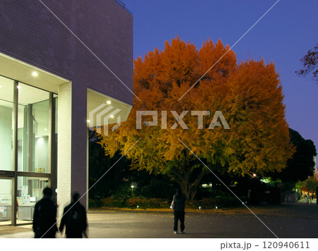 紅葉する有栖川公園の銀杏 自然風景(2024年) 紅葉する有栖川公園の銀杏 自然風景(2024年) 120940611