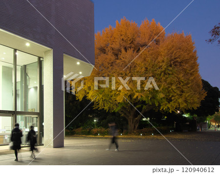 紅葉する有栖川公園の銀杏　 自然風景（2024年） 120940612