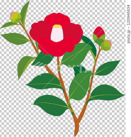 椿　つばき　花　植物　冬　イラスト素材 120940834