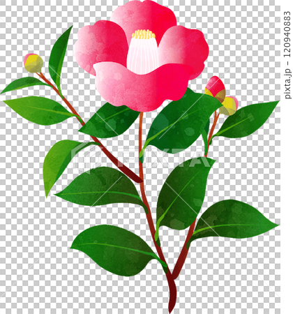 椿　つばき　水彩　手描き　花　植物　冬　イラスト素材 120940883