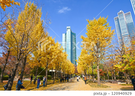 ソウルの森公園の銀杏並木と高層ビルの風景【韓国/ソウル】 120940929
