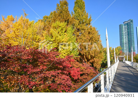 ソウルの森公園の紅葉【韓国/ソウル】 ソウルの森公園の紅葉【韓国/ソウル】 120940931