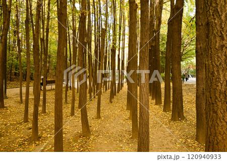 ソウルの森公園の紅葉【韓国/ソウル】 120940933