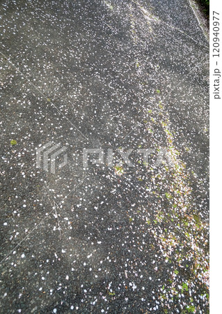 アスファルトの地面に落ちた桜の花びら 120940977