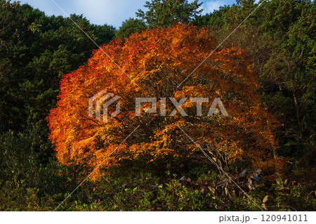 日本の岡山県真庭市のとても美しい紅葉 日本の岡山県真庭市のとても美しい紅葉 120941011
