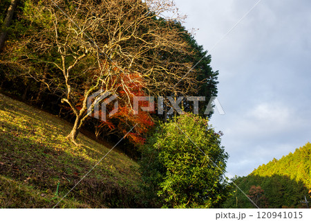 日本の岡山県真庭市のとても美しい紅葉 日本の岡山県真庭市のとても美しい紅葉 120941015