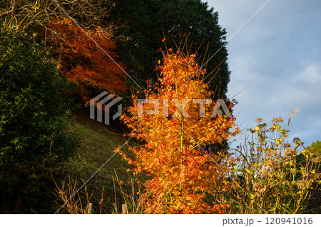 日本の岡山県真庭市のとても美しい紅葉 日本の岡山県真庭市のとても美しい紅葉 120941016
