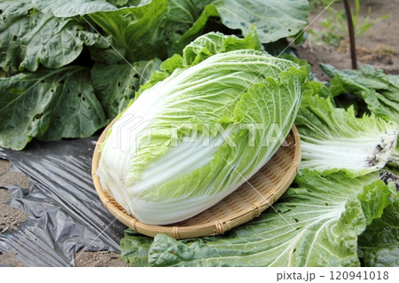 収穫した白菜 120941018