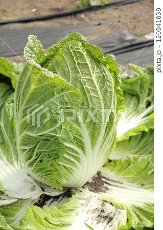 白菜の収穫 白菜の収穫 120941039