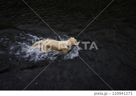 麗らかな春の水辺に気持ち好くはしゃぐゴールデンレトリーバー 120941271