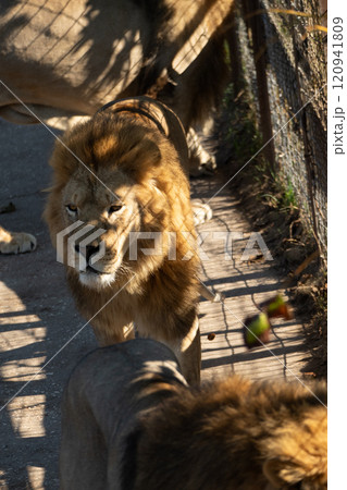 Lion, Zoo, Enclosure: A lion looking at the camera from inside a zoo enclosure. 120941809