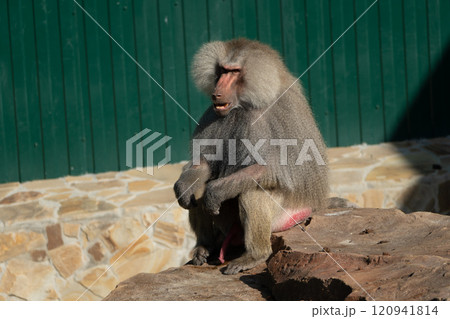 Baboon Zoo Enclosure Sitting Stone Baboon Zoo Enclosure Sitting Stone 120941814
