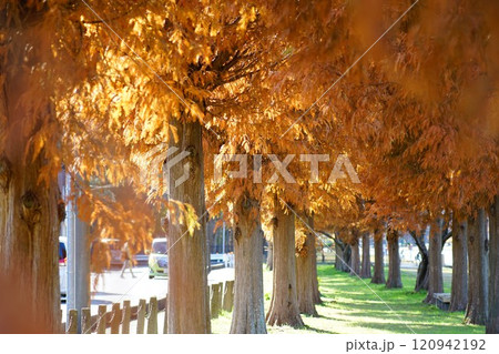 紅葉したメタセコイアの並木道 紅葉したメタセコイアの並木道 120942192
