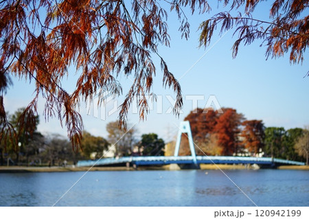 ラクウショウの紅葉した葉越しの水元大橋 ラクウショウの紅葉した葉越しの水元大橋 120942199