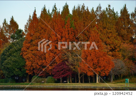 紅葉したメタセコイアの大木 120942452