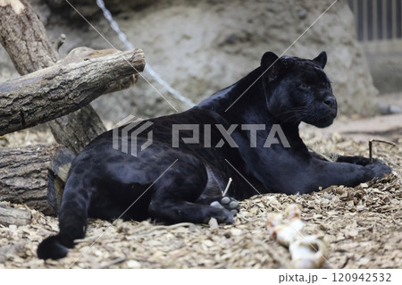 東山動植物園　黒毛ジャガー 120942532