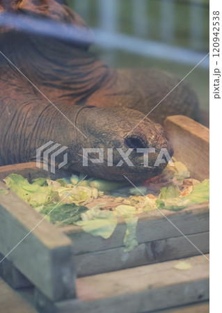 東山動植物園 リクガメ 東山動植物園 リクガメ 120942538