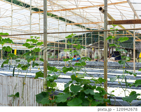 Organic vegetable garden at The Royal Agricultural Station Angkhang, Chiang Mai, Thailand. Organic vegetable garden at The Royal Agricultural Station Angkhang, Chiang Mai, Thailand. 120942678