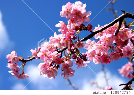 青空に映える河津桜 120942754