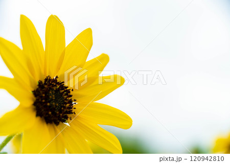 元気な小型ひまわり 元気な小型ひまわり 120942810