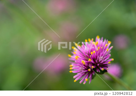センニチコウの花 センニチコウの花 120942812