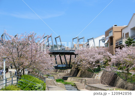 桜が満開の箕面萱野駅周辺 桜が満開の箕面萱野駅周辺 120942856