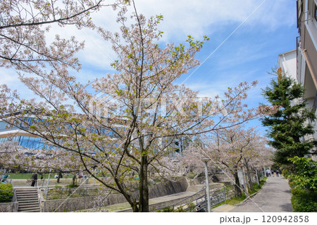 桜が満開の箕面萱野駅周辺 120942858