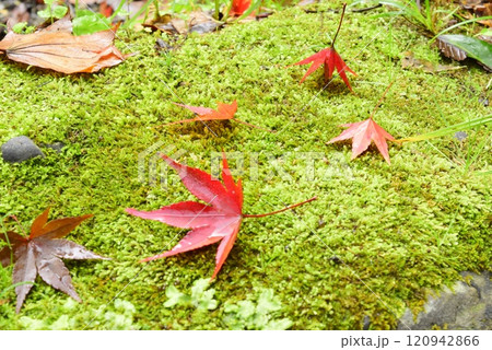 コケの上にに落ちたもみじ 120942866