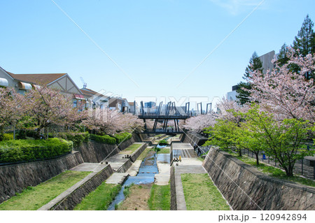 桜が満開の箕面萱野駅周辺 120942894