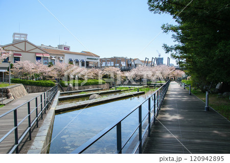 桜が満開の箕面萱野駅周辺 120942895