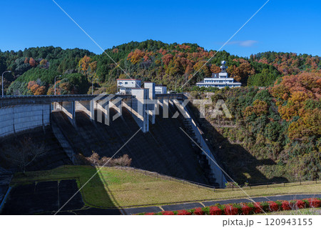 2024初冬の奈良布目ダム　快晴の空と湖畔の紅葉　ダム下流側に大きく影を落とすダム堰堤① 120943155