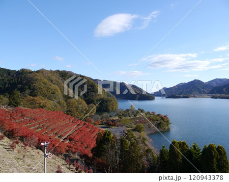 宮ケ瀬湖 鳥居原園地 宮ケ瀬湖 鳥居原園地 120943378