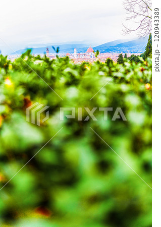 Panoramic view of Florence from a garden 120943389