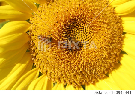 秋の庭に咲くヒマワリの花の蜜を吸う2匹のミツバチ 120943441