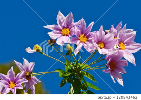 皇帝ダリア 120943462